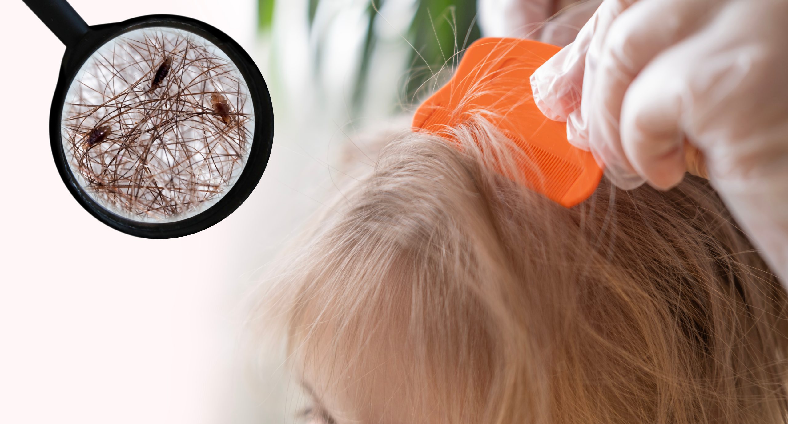 Close up lice combing and magnifier for super lice article