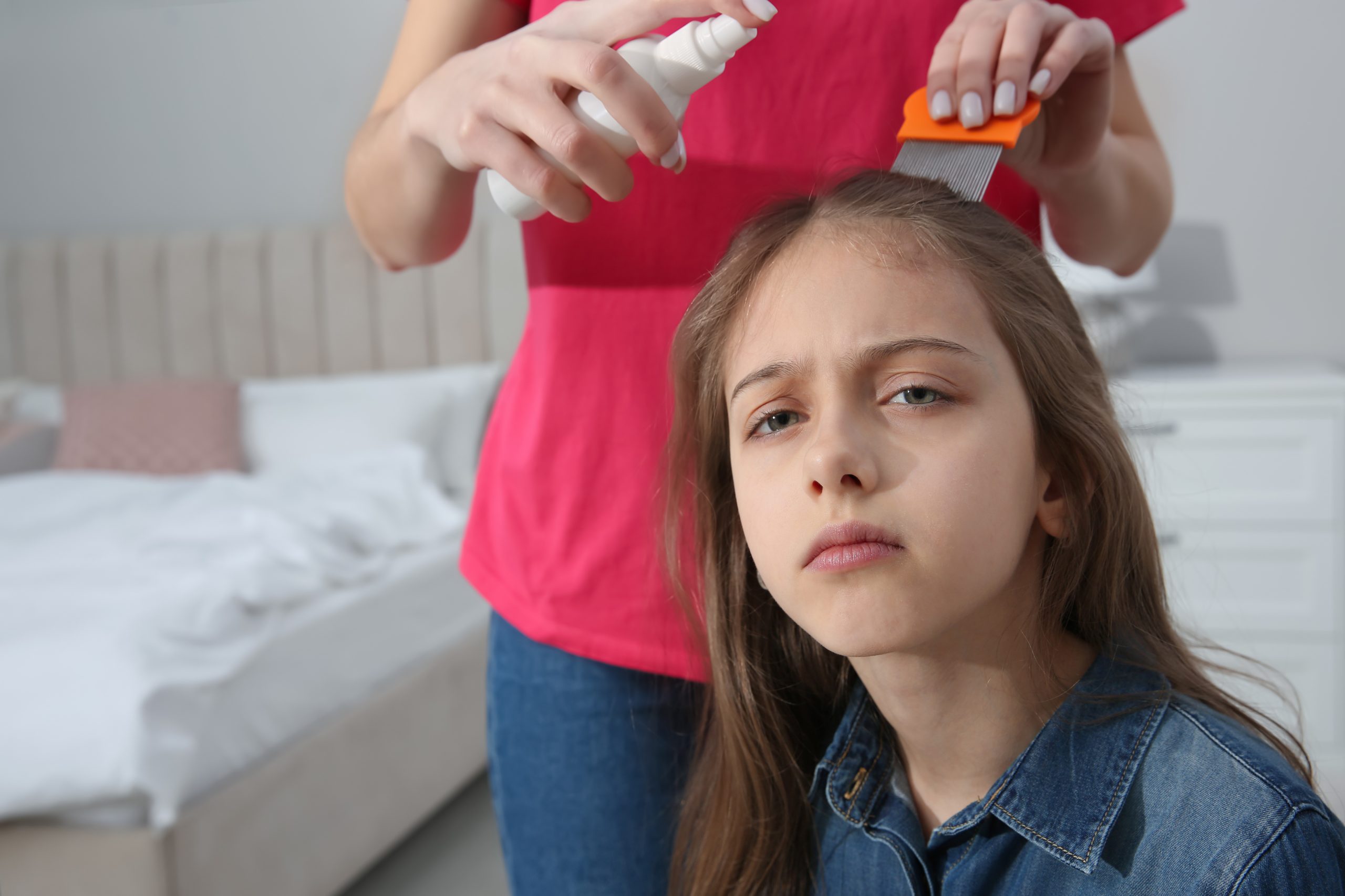 Parent using nit comb and spray treatment for article comparing lice combs and chemical treatments